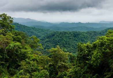 Cục Lâm nghiệp khuyến nghị ‘nóng’ về kinh doanh tín chỉ carbon rừng