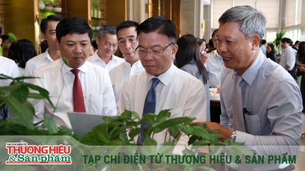 Sâm Ngọc Linh – Mũi nhọn chiến lược đưa Quảng Nam thành trung tâm dược liệu quốc gia