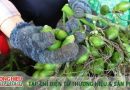 Nguy cơ cung vượt cầu và bài toán xây dựng tên tuổi ngành cau Việt Nam