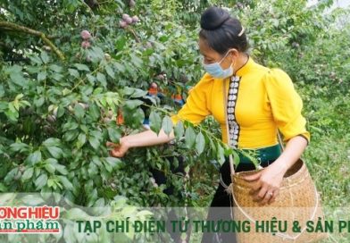Liên kết số thúc đẩy chuỗi giá trị vùng cao