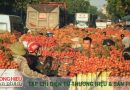Để trái cây Việt vững vàng mùa thu hoạch