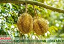 Đắk Lắk đẩy mạnh xây dựng thương hiệu sầu riêng xuất khẩu năm 2025