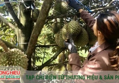 Giải bài toán chất lượng để sầu riêng Việt vươn xa