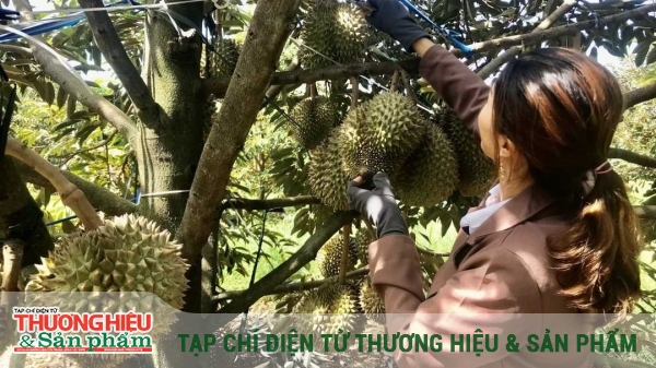 Giải bài toán chất lượng để sầu riêng Việt vươn xa
