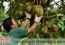 Giải pháp nào để nông sản xuất khẩu đạt chuẩn bền vững?