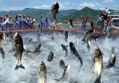 ‘Vua cá tra’ báo lãi 9 tháng đầu năm gấp 18 lần cùng kỳ, cổ phiếu tăng hơn 60% từ đầu năm