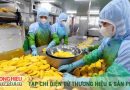 Hàng Việt khai thác EVFTA, mở rộng thị trường xuất khẩu