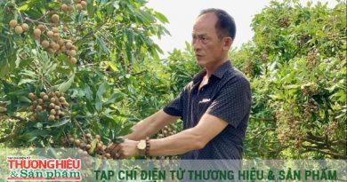 “Đòn bẩy” hợp tác xã nâng tầm thương hiệu nhãn lồng