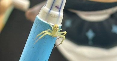 Nhện “mặt người” gây chú ý trên mạng Thái Lan