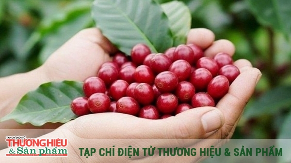 Từ kỷ lục 8 tỷ USD đến “cuộc chơi” thương hiệu toàn cầu