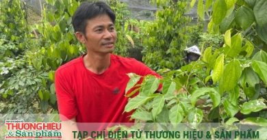Xây dựng thương hiệu hồ tiêu sạch Lâm Đồng từ chuỗi liên kết