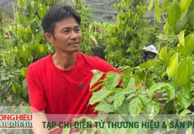 Xây dựng thương hiệu hồ tiêu sạch Lâm Đồng từ chuỗi liên kết