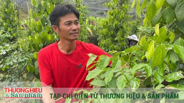 Xây dựng thương hiệu hồ tiêu sạch Lâm Đồng từ chuỗi liên kết