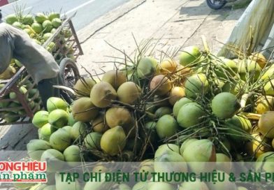 Phát triển dừa hữu cơ, hướng tới nông nghiệp xanh cho nông dân