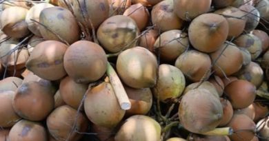 Thách thức xây dựng thương hiệu dừa Việt trước áp lực cạnh tranh từ hàng nhập khẩu