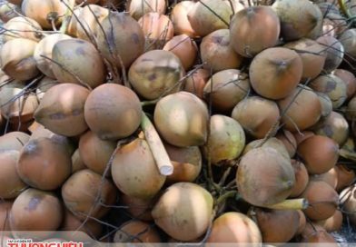 Thách thức xây dựng thương hiệu dừa Việt trước áp lực cạnh tranh từ hàng nhập khẩu