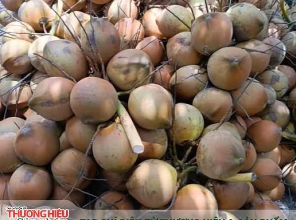 Thách thức xây dựng thương hiệu dừa Việt trước áp lực cạnh tranh từ hàng nhập khẩu