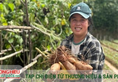 Hành trình 7 năm xây dựng thương hiệu khoai sâm Đà Lạt