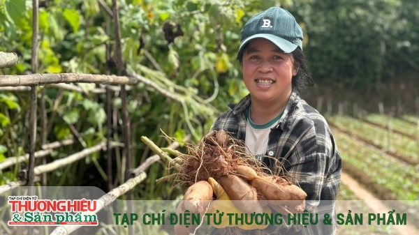 Hành trình 7 năm xây dựng thương hiệu khoai sâm Đà Lạt