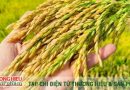 Xây dựng vùng nguyên liệu chuẩn – nền tảng nâng tầm thương hiệu gạo Việt