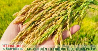 Xây dựng vùng nguyên liệu chuẩn – nền tảng nâng tầm thương hiệu gạo Việt