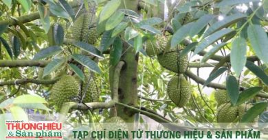 Chiến lược nâng tầm thương hiệu sầu riêng tỷ đô