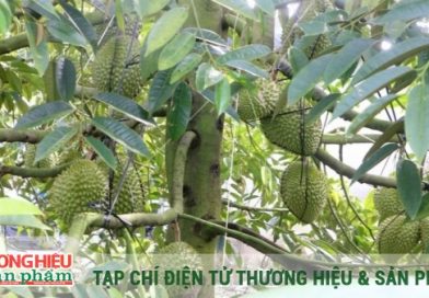 Chiến lược nâng tầm thương hiệu sầu riêng tỷ đô