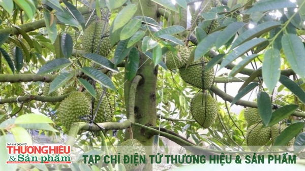 Chiến lược nâng tầm thương hiệu sầu riêng tỷ đô