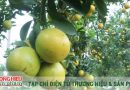 Nâng tầm giá trị thương hiệu cam Hưng Yên