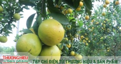 Nâng tầm giá trị thương hiệu cam Hưng Yên