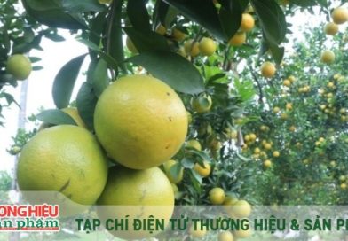 Nâng tầm giá trị thương hiệu cam Hưng Yên