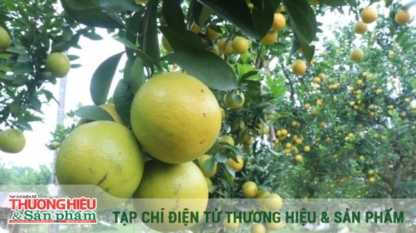Nâng tầm giá trị thương hiệu cam Hưng Yên
