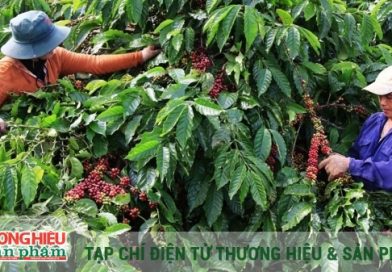 Rực rỡ những kỷ lục và khoảng lặng cần suy ngẫm