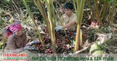 Trồng dược liệu dưới tán rừng nâng cao thu nhập, giảm áp lực khai thác gỗ