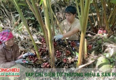 Trồng dược liệu dưới tán rừng nâng cao thu nhập, giảm áp lực khai thác gỗ