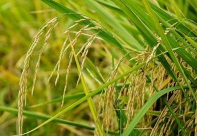 Mở rộng giá trị hệ sinh thái cho thương hiệu nông sản Việt Nam