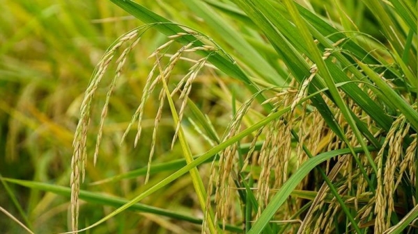 Mở rộng giá trị hệ sinh thái cho thương hiệu nông sản Việt Nam