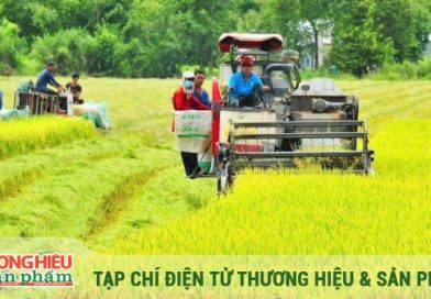 Vì sao thị trường “đỏ mắt” tìm?