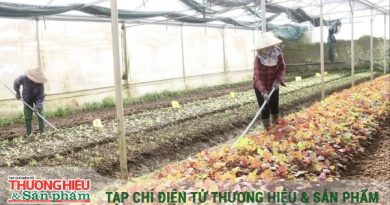 Đà Nẵng “vẽ bức tranh” chất lượng cho nông sản