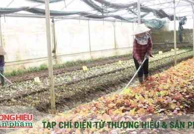 Đà Nẵng “vẽ bức tranh” chất lượng cho nông sản