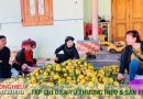 Thương hiệu quýt Bạch Thông khẳng định vị thế vùng cây đặc sản