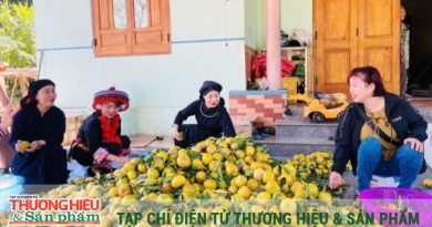 Thương hiệu quýt Bạch Thông khẳng định vị thế vùng cây đặc sản