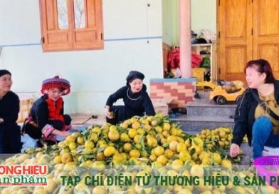 Thương hiệu quýt Bạch Thông khẳng định vị thế vùng cây đặc sản