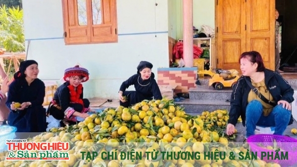 Thương hiệu quýt Bạch Thông khẳng định vị thế vùng cây đặc sản