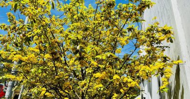 Từ mùng 4 tết, Nam bộ nắng nóng đến 36 độ C