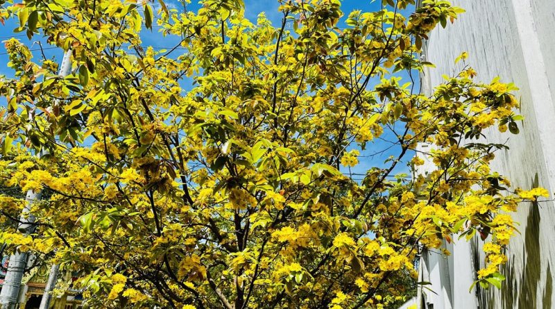 Từ mùng 4 tết, Nam bộ nắng nóng đến 36 độ C