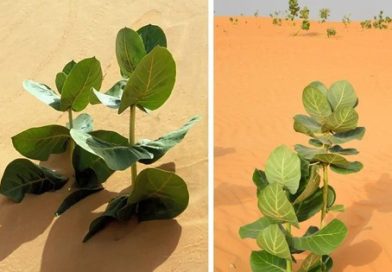 Trung Quốc biến sa mạc Gobi thành rừng cao su quân sự