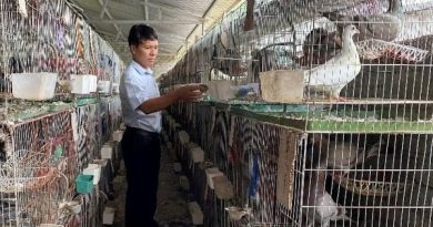 Người đàn ông Nghệ An thu 1,4 tỷ đồng/năm từ loài chim “nhàn hạ”, nhiều chất bổ