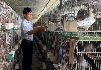 Người đàn ông Nghệ An thu 1,4 tỷ đồng/năm từ loài chim “nhàn hạ”, nhiều chất bổ