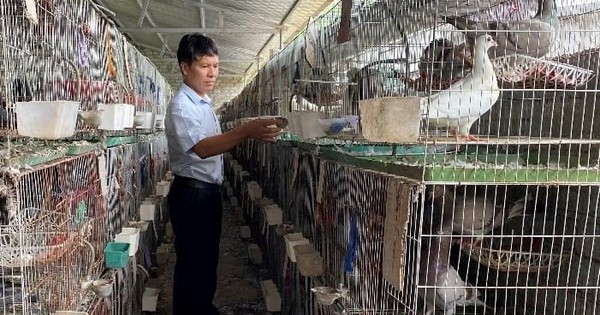 Người đàn ông Nghệ An thu 1,4 tỷ đồng/năm từ loài chim “nhàn hạ”, nhiều chất bổ